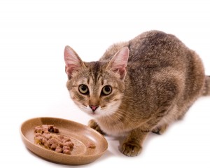 bigstock-Beautiful-bengal-cat-eats-cat--30932675