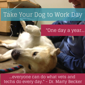 Take Dog to work day