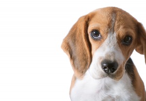 beagle puppy over white background