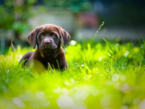 Cute Puppy Close Up Playing In green grass