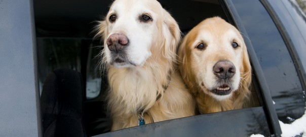 dogs in car