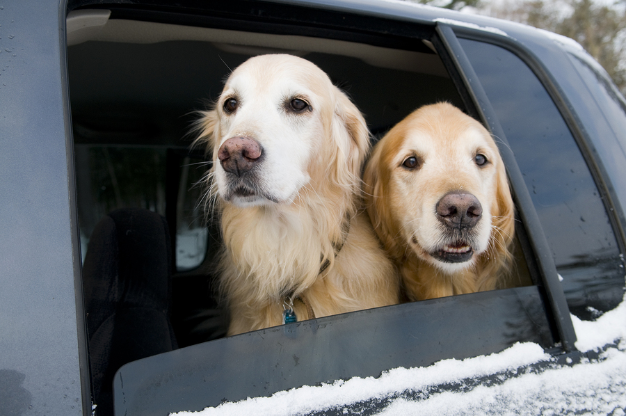 dogs in car