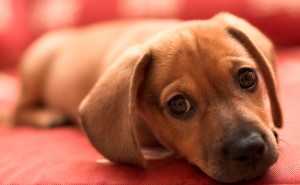 bigstock-Dachshund-puppy-lay-on-red-sof-26318624