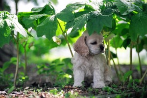 Acs Under Plants