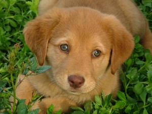 bigstockphoto_My_Puppy_1819280
