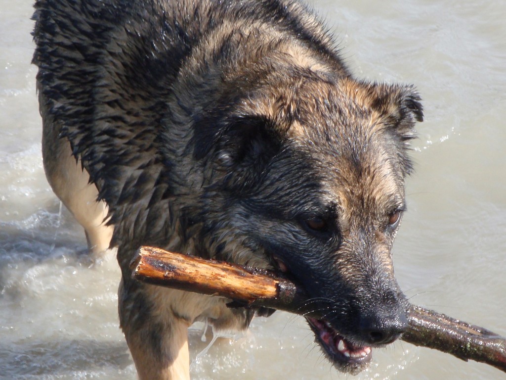 BigStick