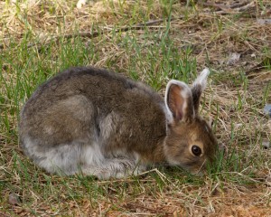 Snowshoe hare 0038