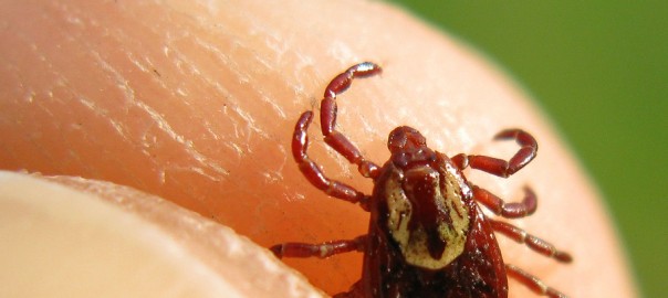 Macro photograph of a deer tick held between index finger and thumb.