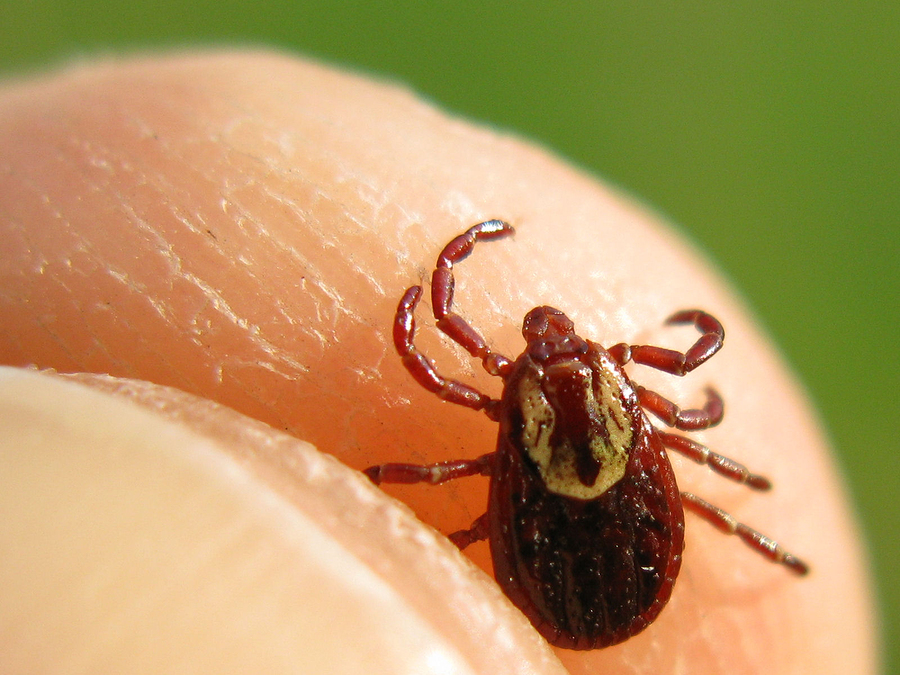 Macro photograph of a deer tick held between index finger and thumb.