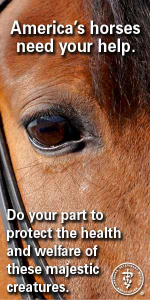 AmericasHorsesNeedYourHelp