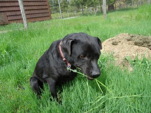 GracieGrazing