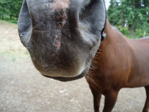PegasusMuzzle