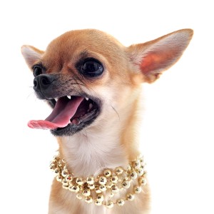 Angry Chihuahua