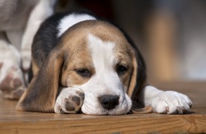 Beagle Puppy