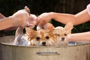 Dog Wash