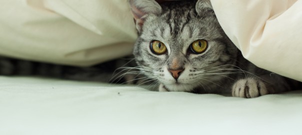 A young grey tabby cat hiding underneath a quilt on a bed.