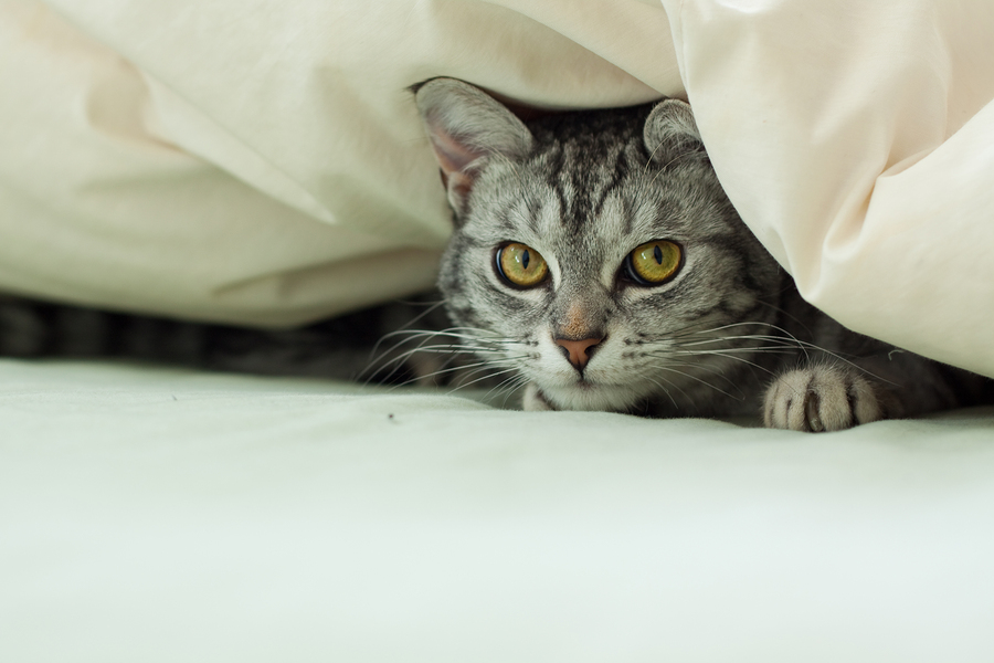 A young grey tabby cat hiding underneath a quilt on a bed.