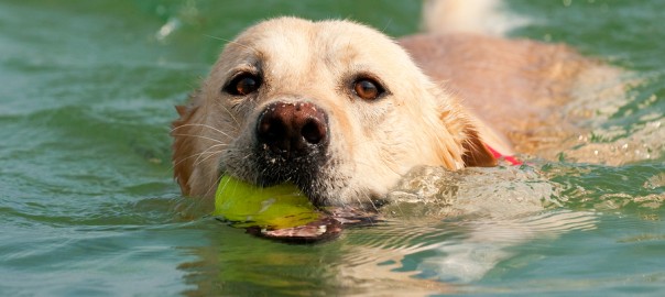 dog swimming