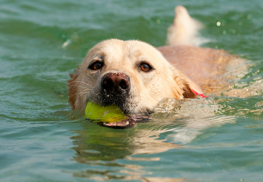 dog swimming