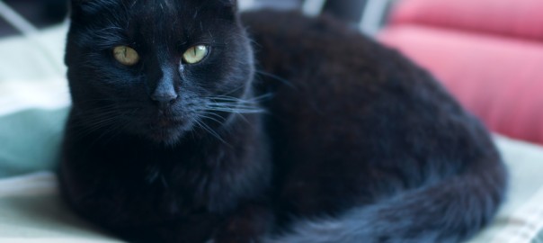 Very old black cat resting on hammock