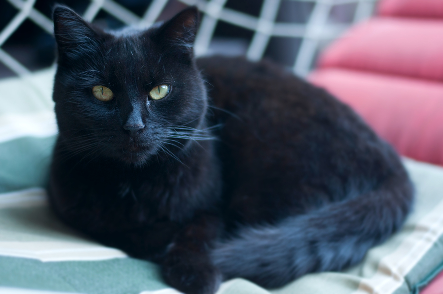Very old black cat resting on hammock