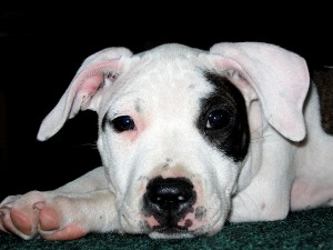 bigstock_Pit_Bull_166527