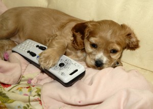 Puppy With Remote