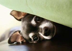 hiding chihuahua