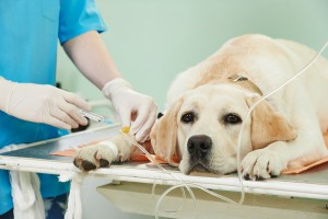 veterinary 