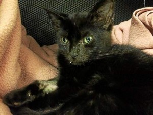 HeroinKitten