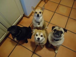 QsAndPugsBegging