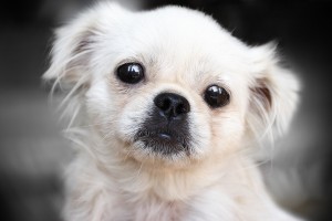 Dog portrait