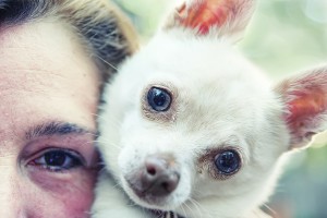 bigstock-a-chihuahua-and-his-owner-22607450