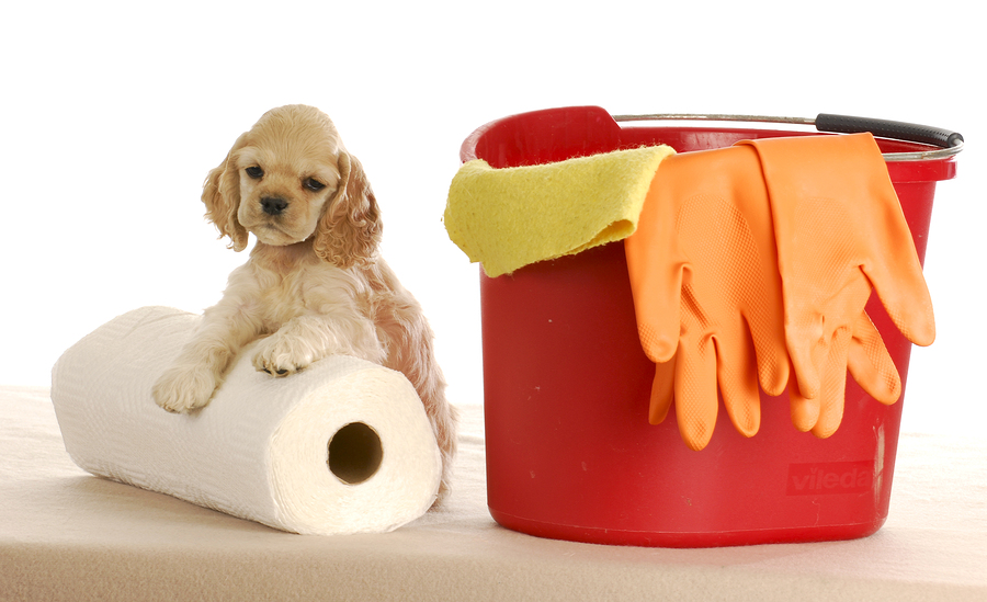 cocker spanial puppy on top of a paper towel roll, next to a red pail, with rubber gloves on the edge