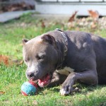 StellaPlaying