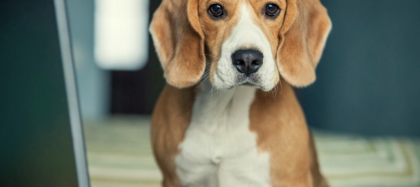 young beagle with laptop