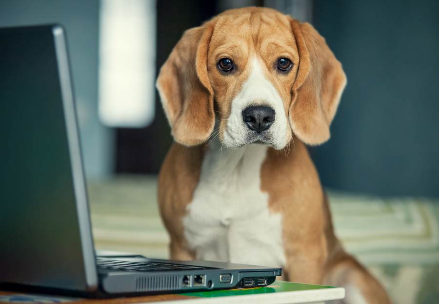 young beagle with laptop