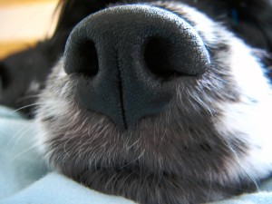 Dog Nose