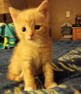 Cutie