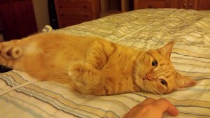TangyOnBed