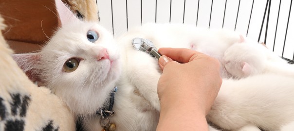 White cat with two colored eyes being examined by a veterinarian