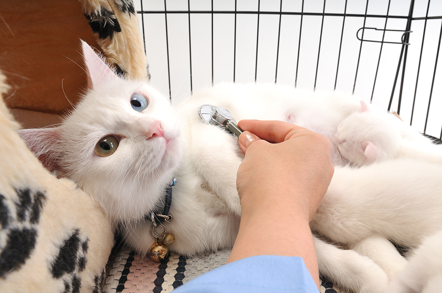 White cat with two colored eyes being examined by a veterinarian