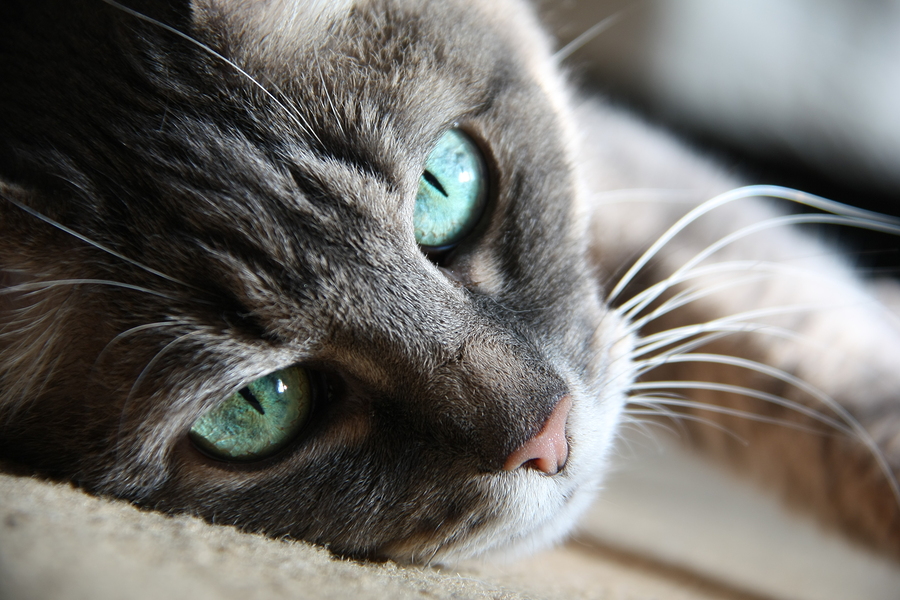 green-eyed cat lying on bed