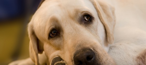 Lab lying down