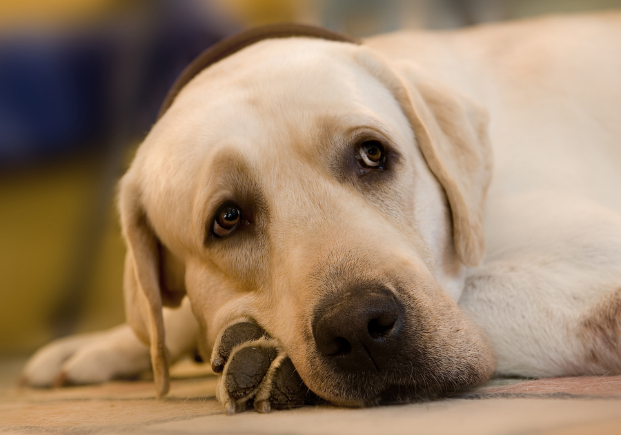 Lab lying down