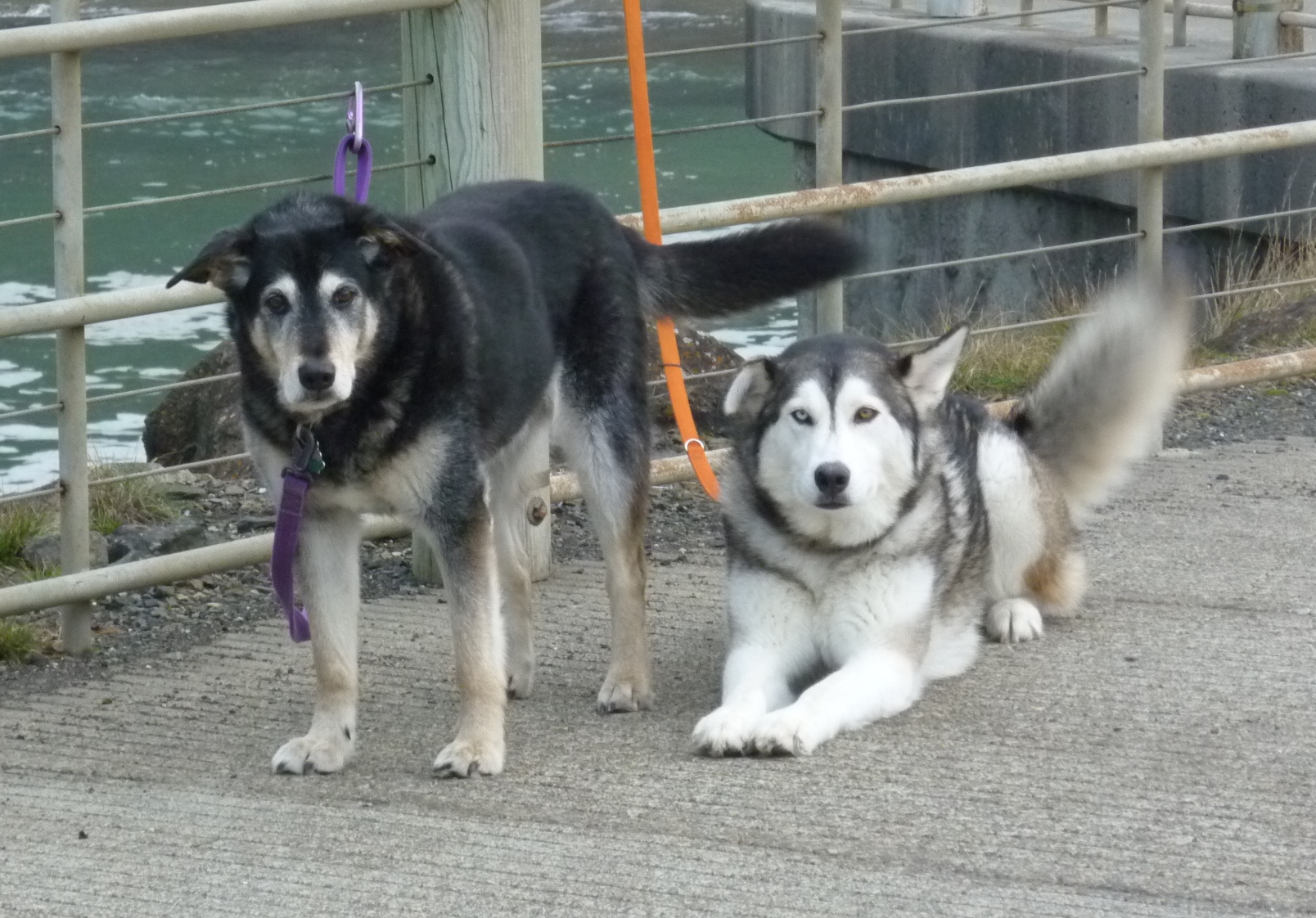 Help get justice for Kenai and Osar, Idaho dogs shot in