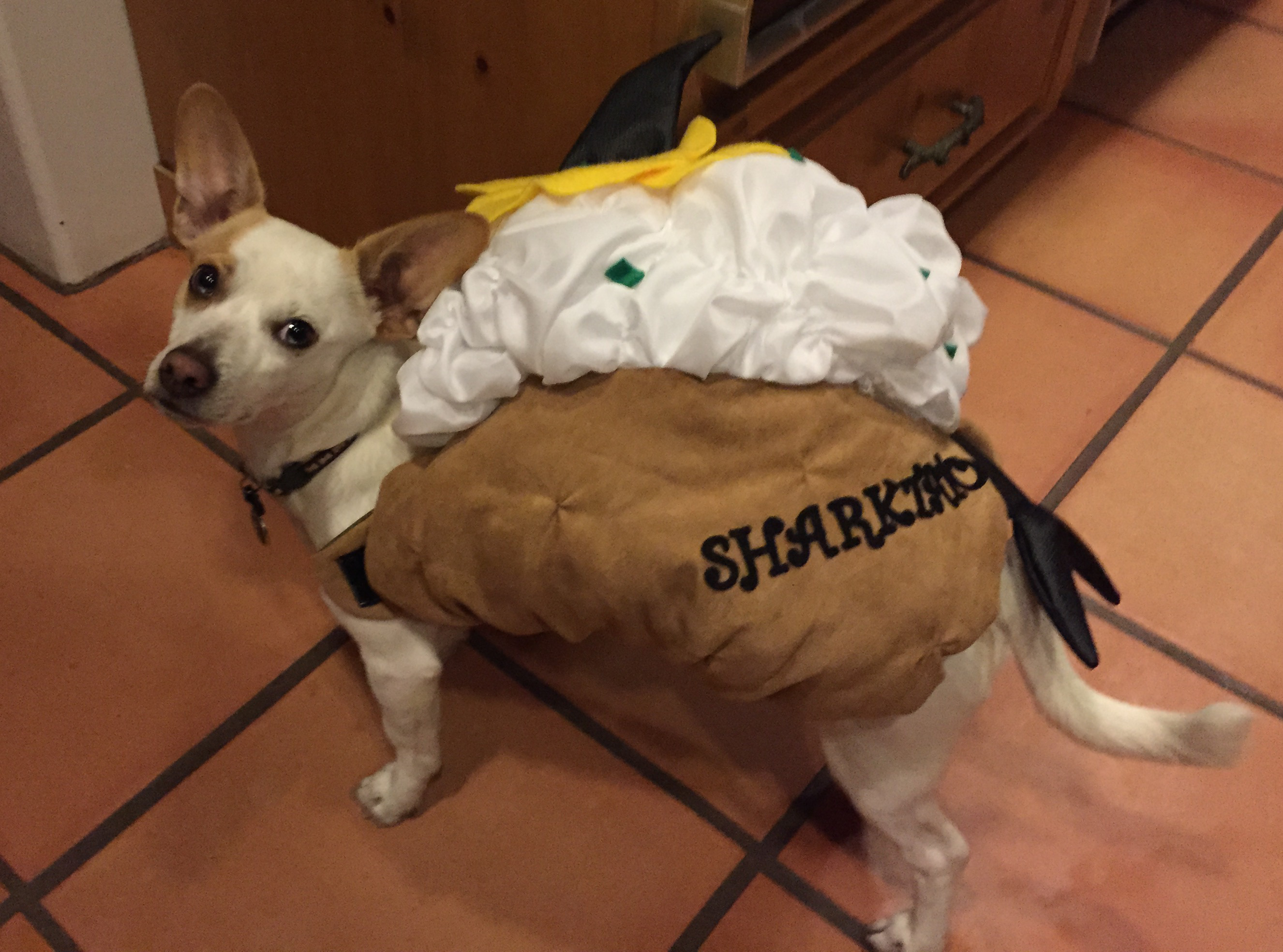 pet halloween costumes