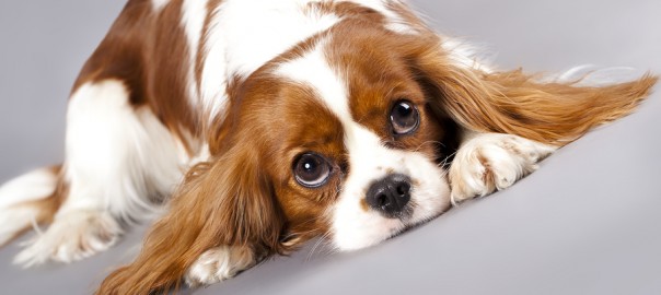 Cavalier King Charles spaniel