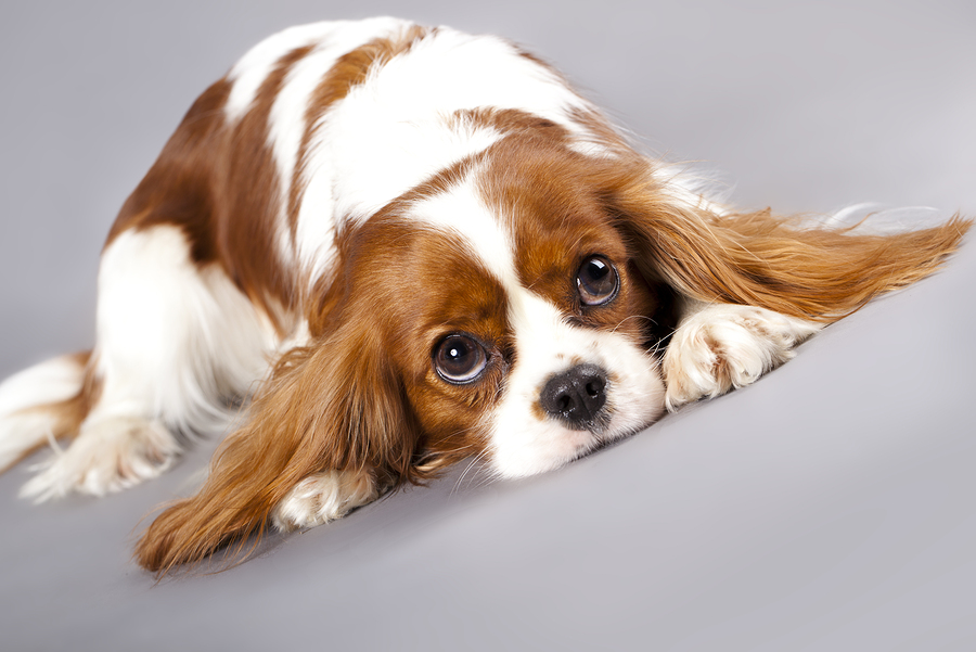 Cavalier King Charles spaniel