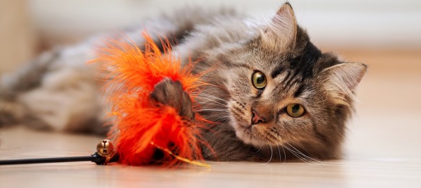 Fluffy Cat Plays With A Toy.